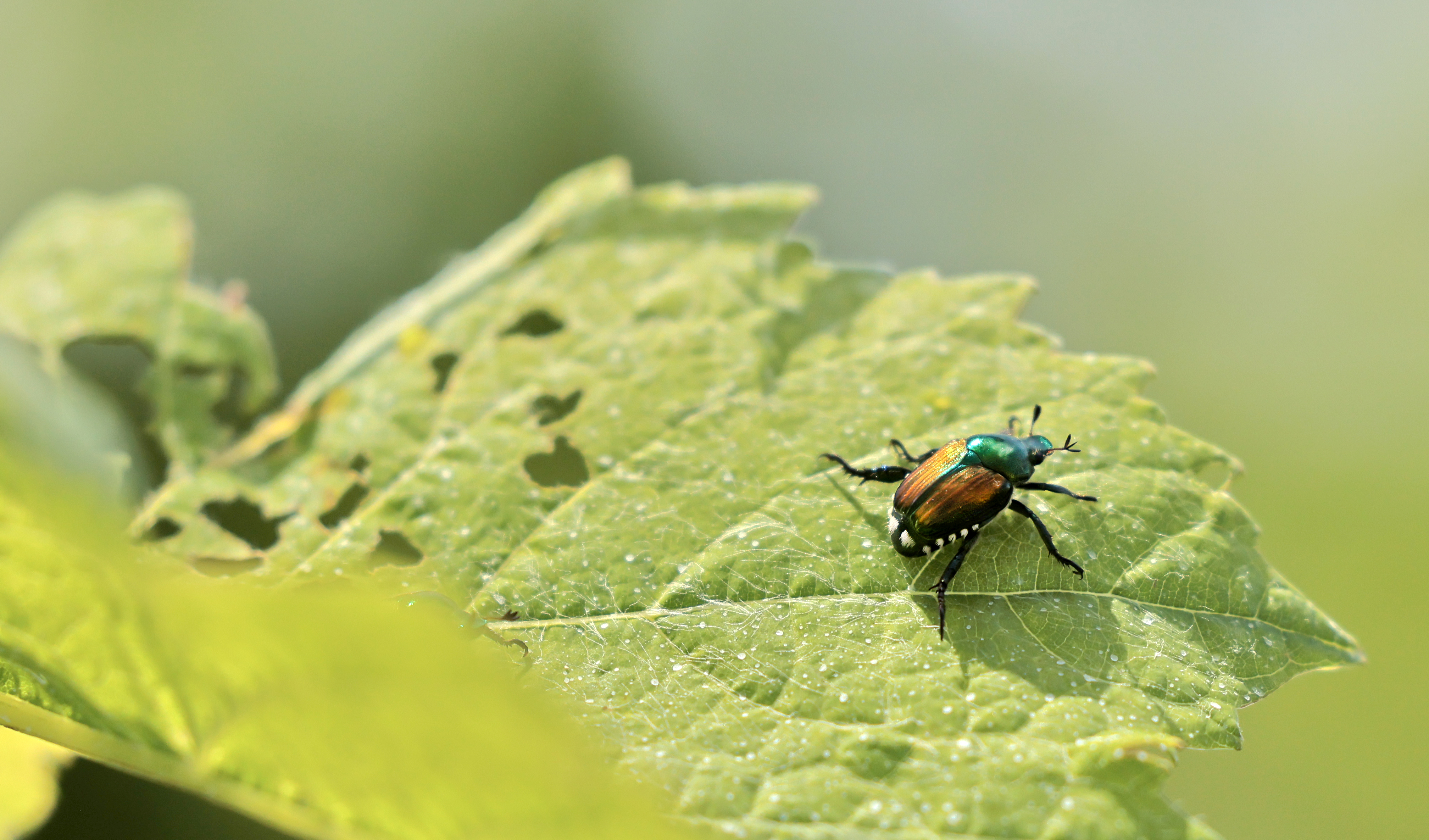Japanese beetle on grapes.